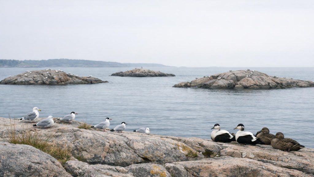 Lugnt svenskt kustlandskap med klippor, skär där måsar och tärnor vilar och häckar.