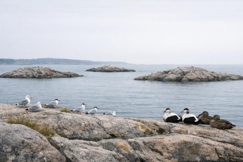 Natura 2000 havsfåglar: nio nya områden i Sverige